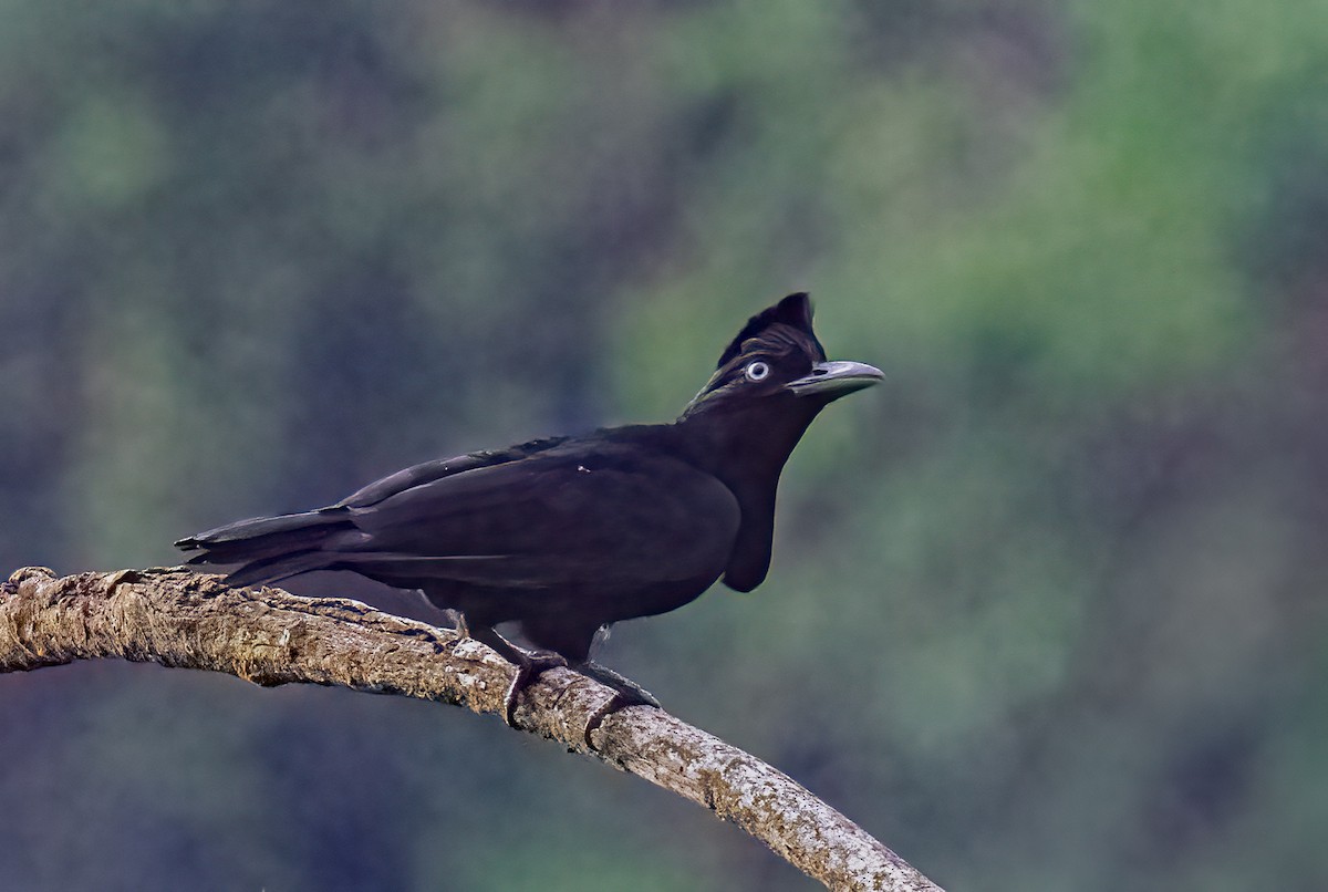 Amazonian Umbrellabird - ML638434983