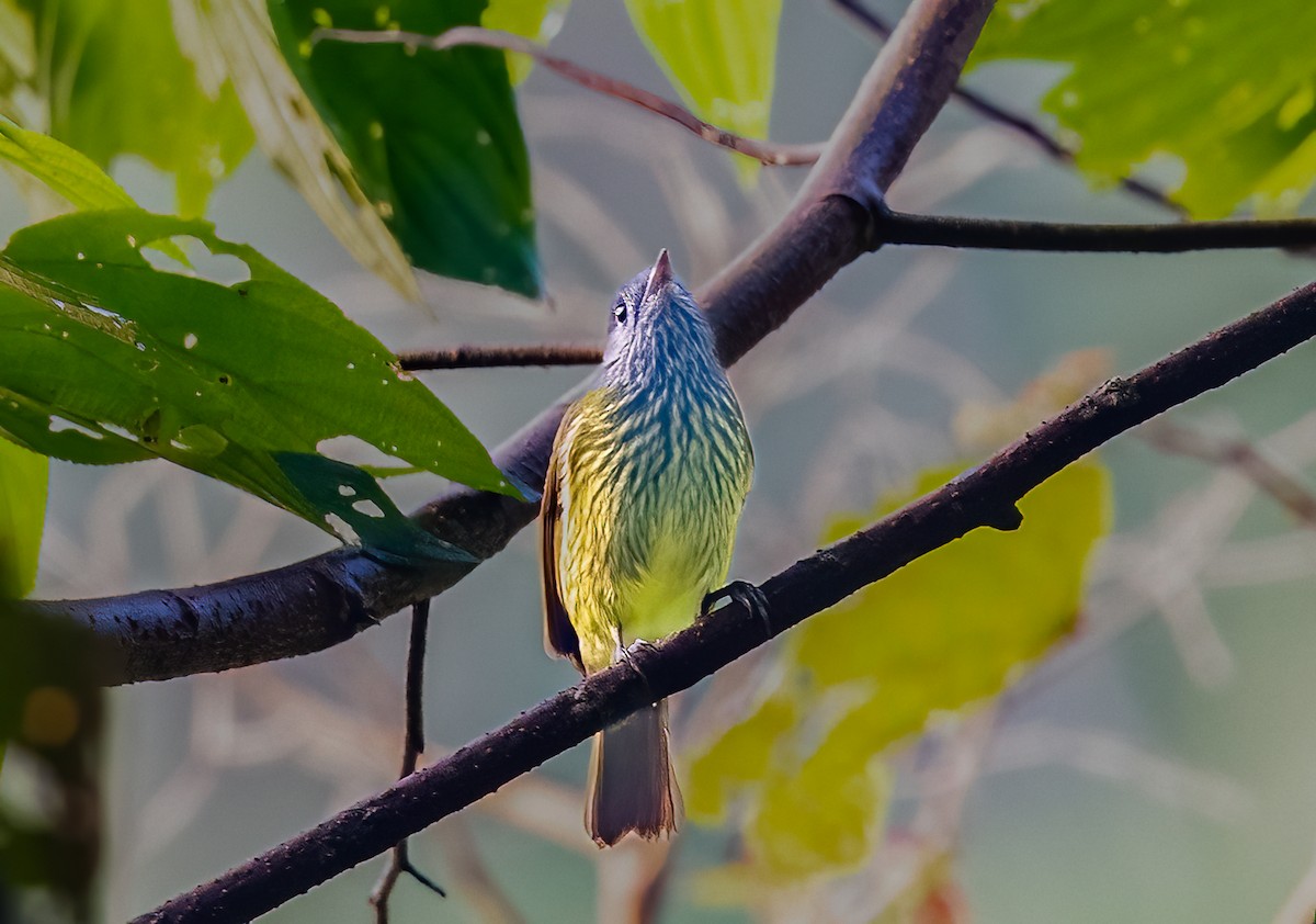 Streak-necked Flycatcher - ML638434994
