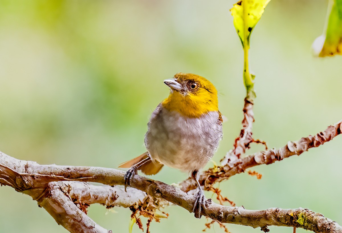 Yellow-throated Chlorospingus - ML638434998