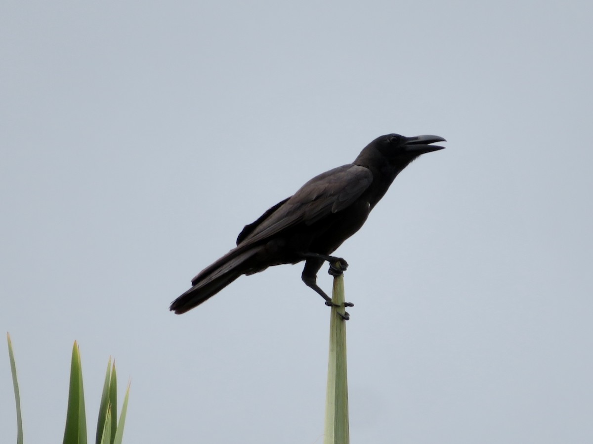 Philippine Jungle Crow - ML638435010