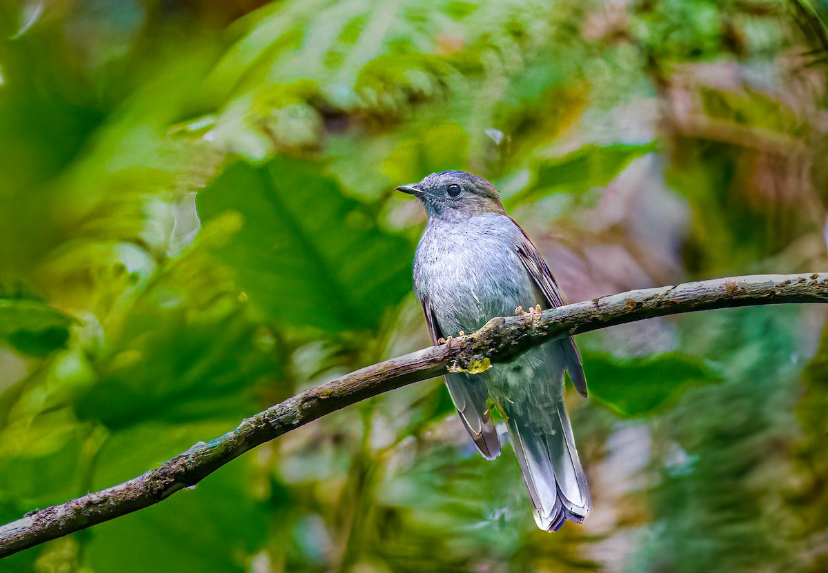 Andean Solitaire - ML638435030