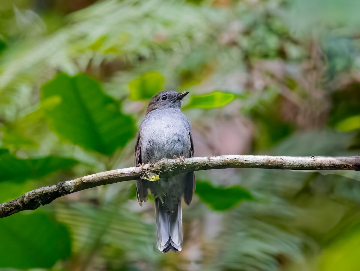 Andean Solitaire - ML638435031