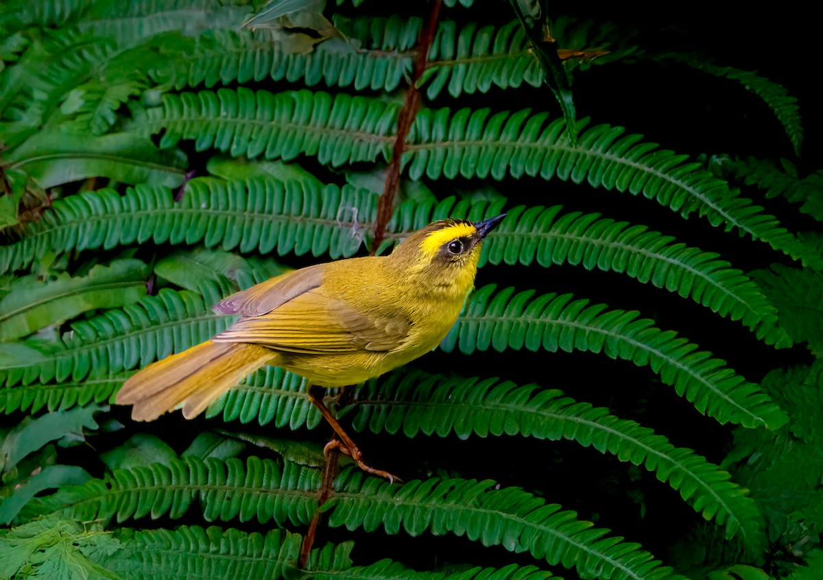Citrine Warbler - ML638435035