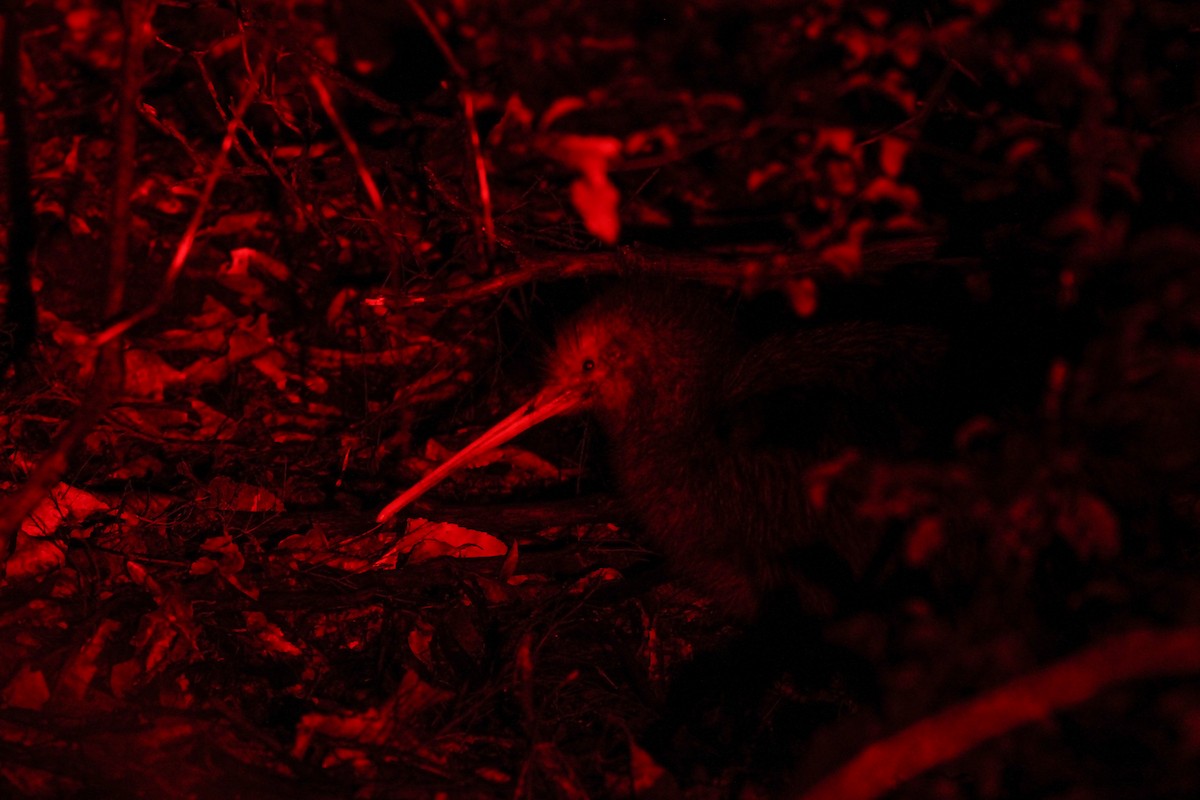 North Island Brown Kiwi - ML638435036