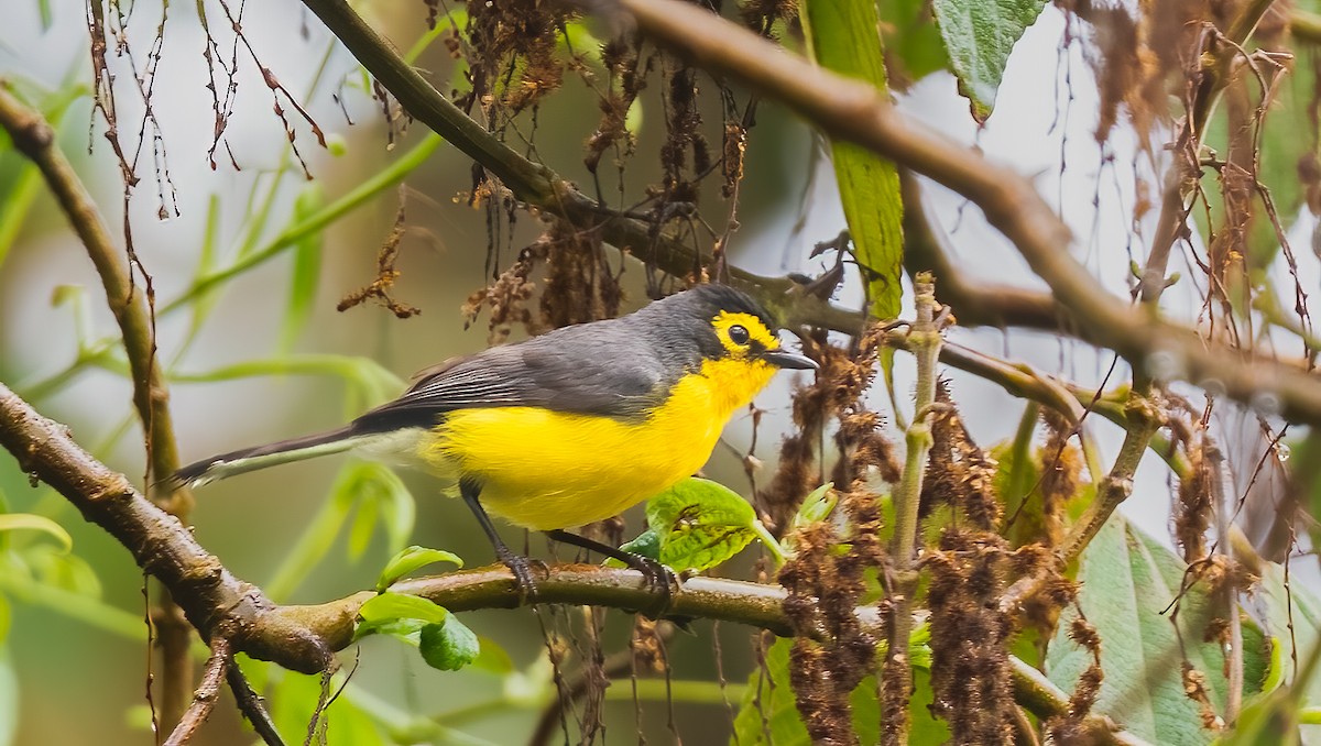 Spectacled Redstart - ML638435097