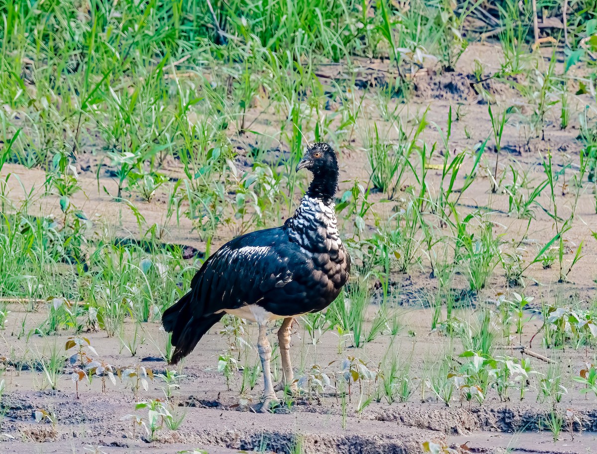 Horned Screamer - ML638435110