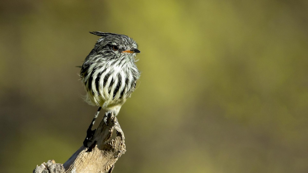 Yellow-billed Tit-Tyrant - ML638435113
