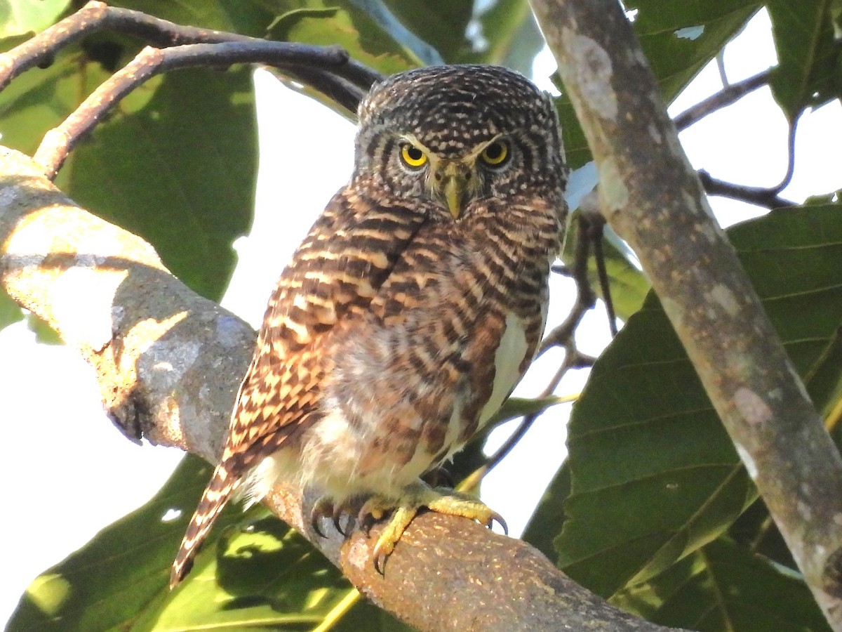 Collared Owlet - ML638435114