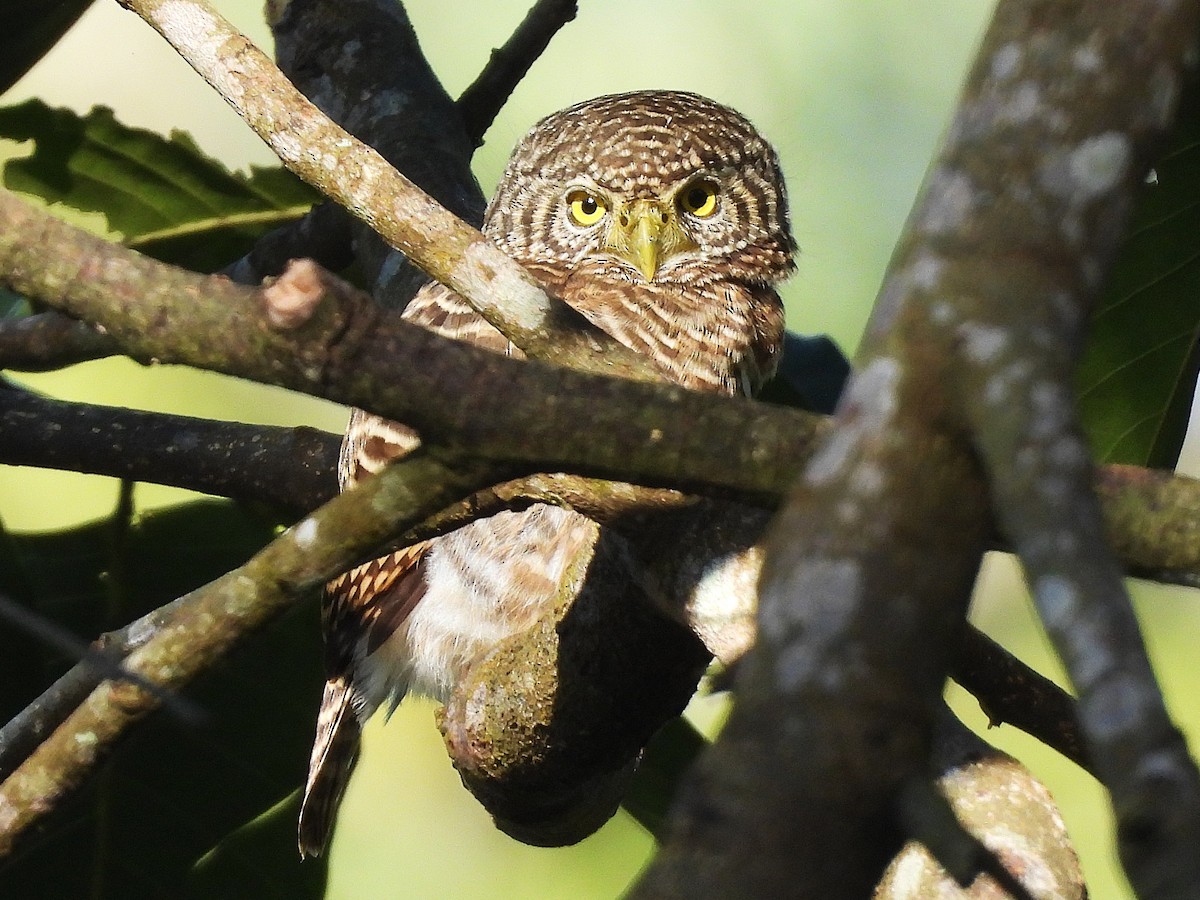 Collared Owlet - ML638435115