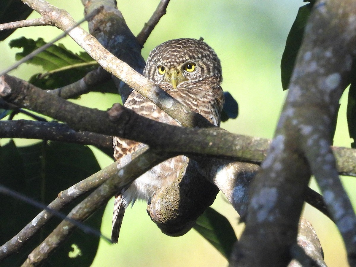 Collared Owlet - ML638435116