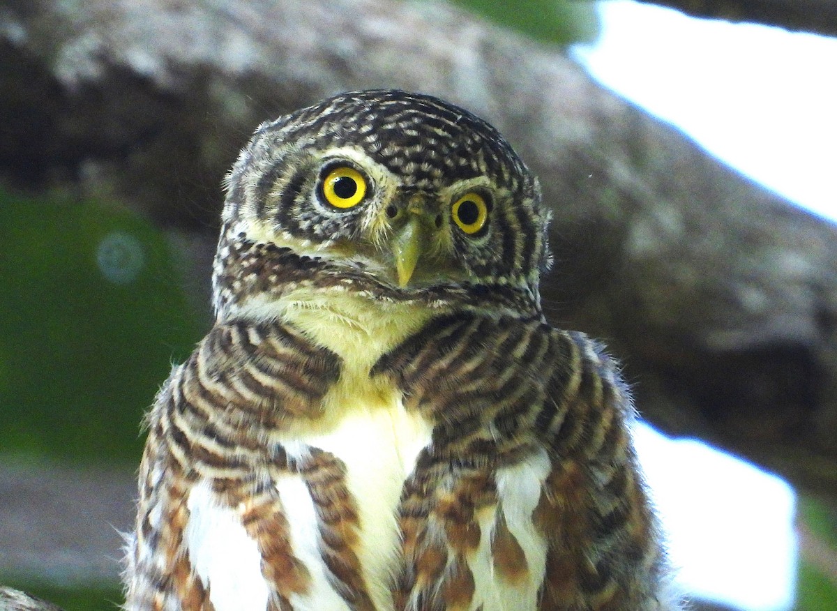 Collared Owlet - ML638435117