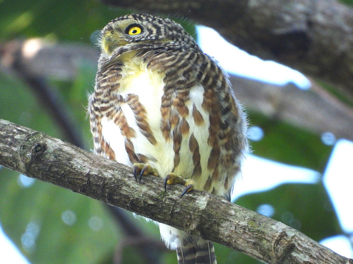 Collared Owlet - ML638435119