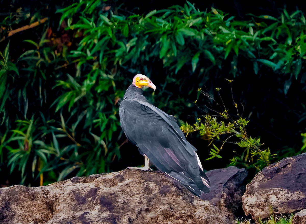 Greater Yellow-headed Vulture - ML638435123