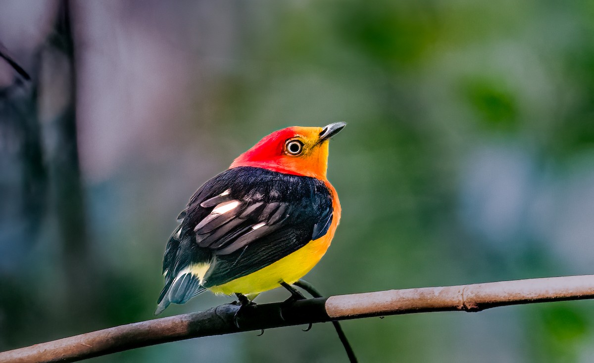 Band-tailed Manakin - ML638435167