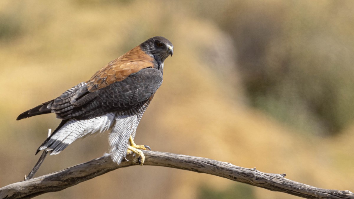 Variable Hawk - ML638435176
