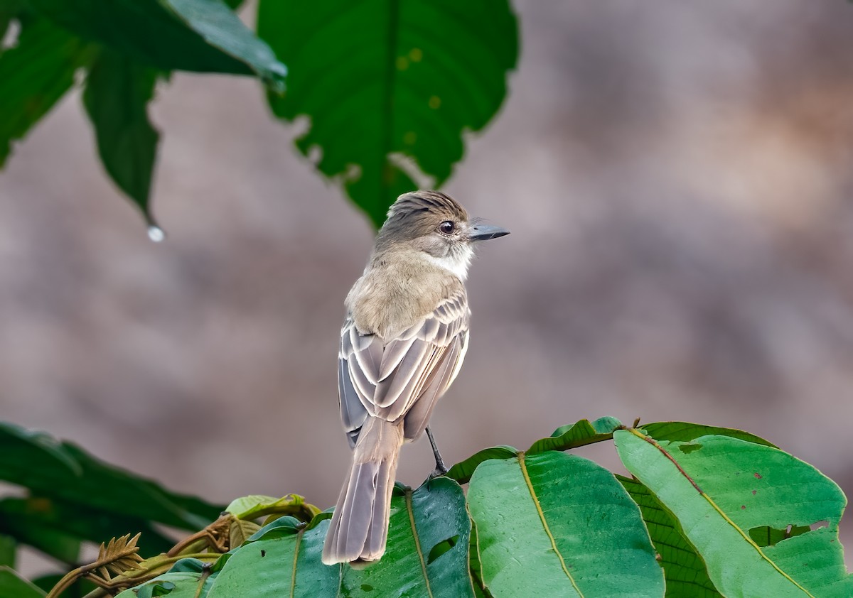Short-crested Flycatcher - ML638435180