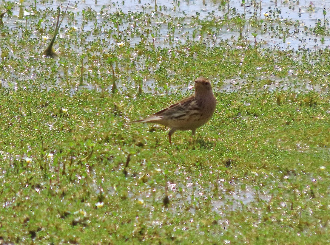 Red-throated Pipit - ML638435188