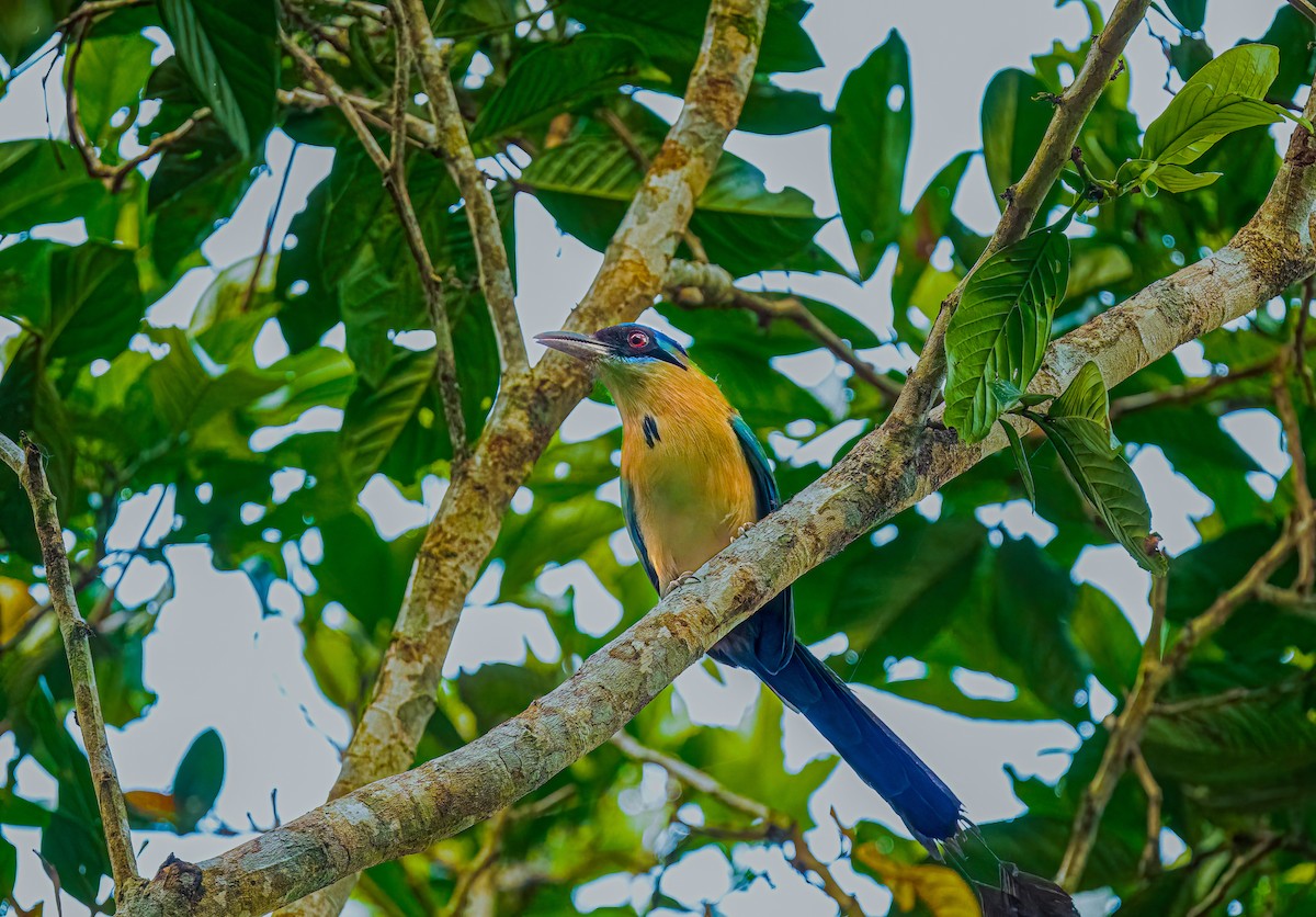 Amazonian Motmot - ML638435204