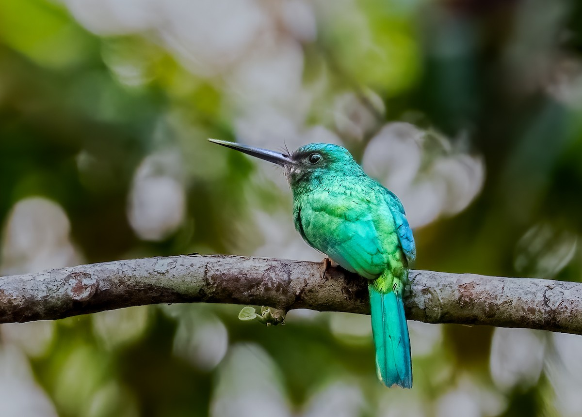 Bluish-fronted Jacamar - ML638435208
