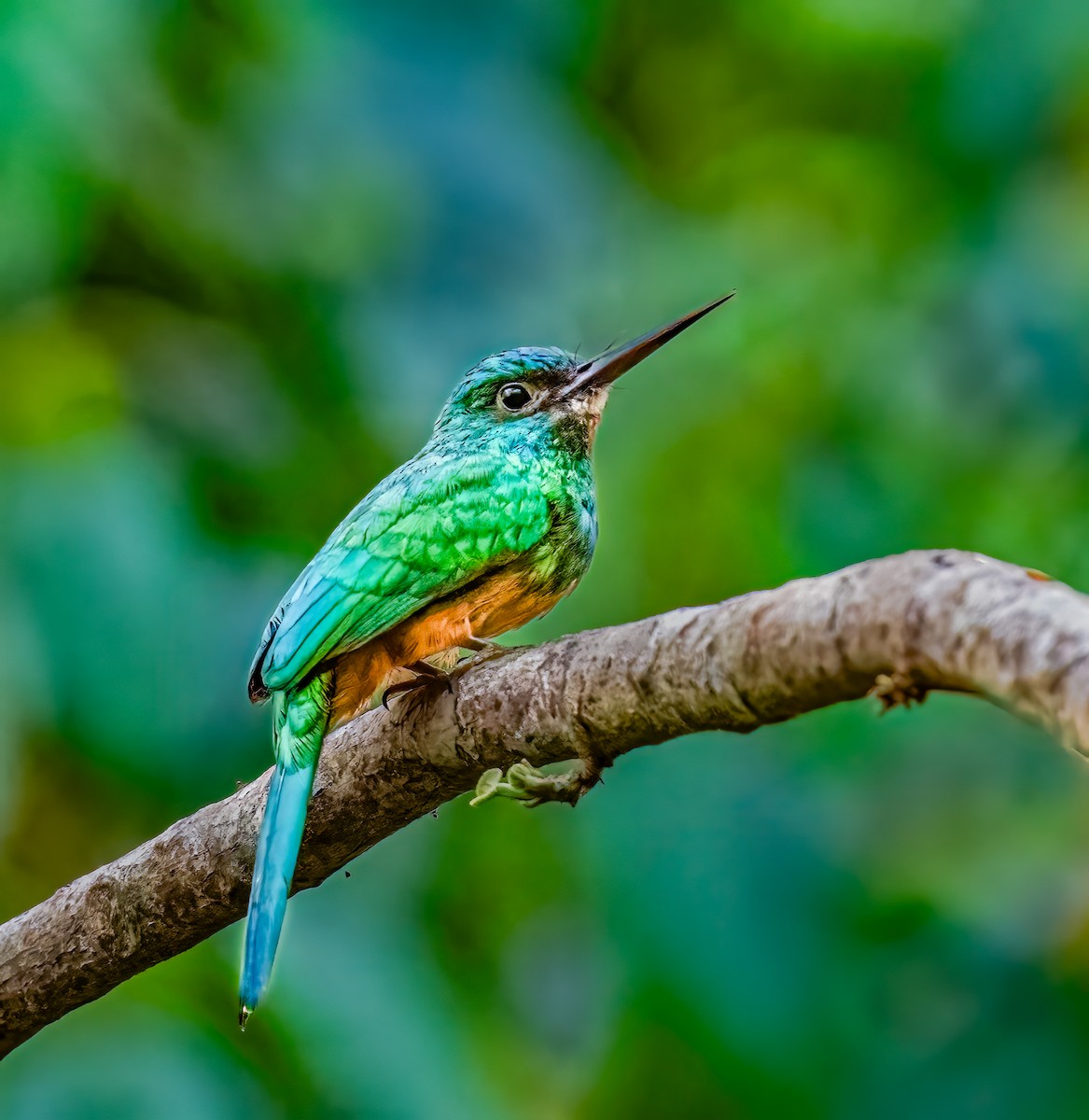 Bluish-fronted Jacamar - ML638435209