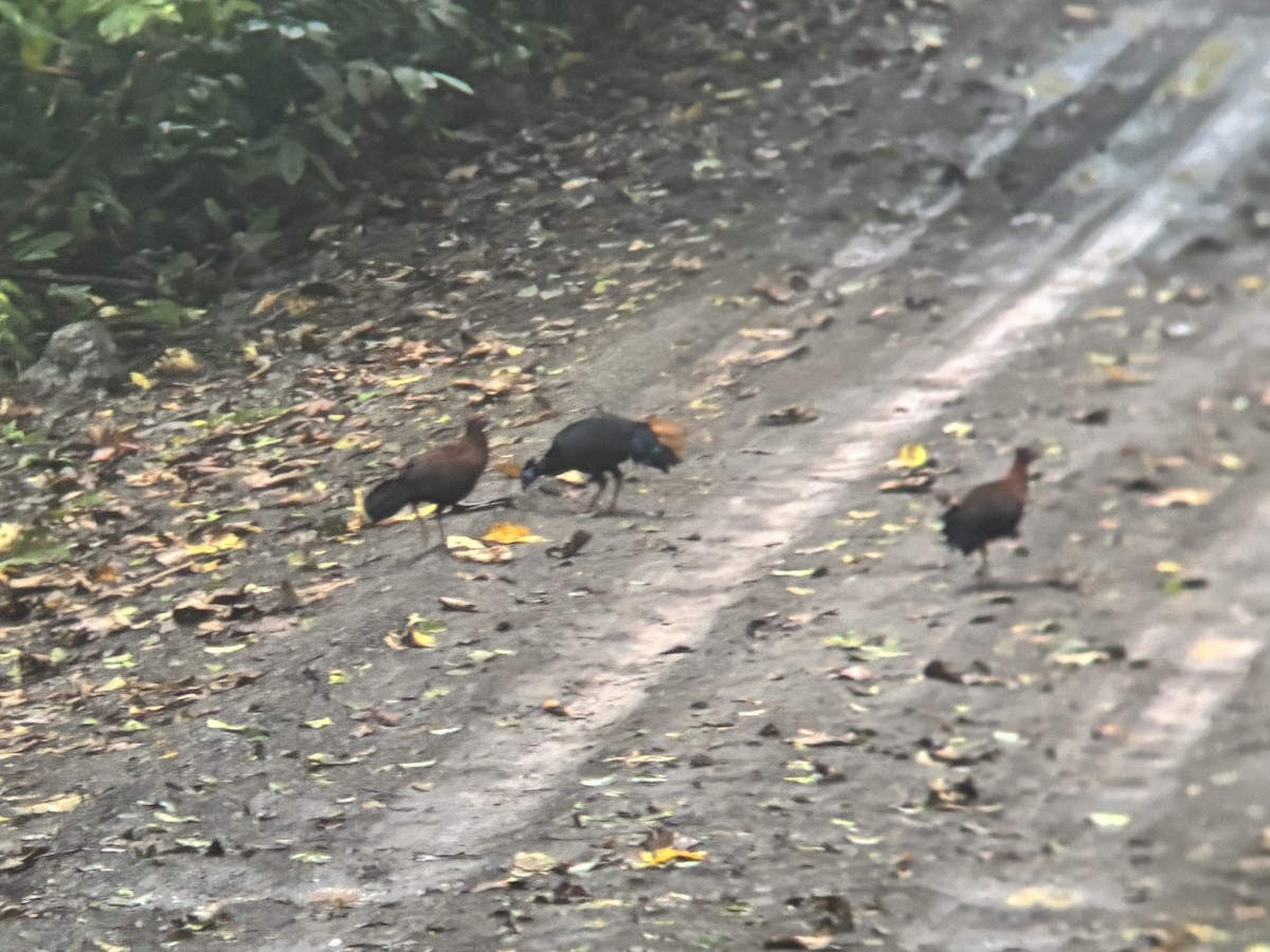 Bornean Crested Fireback - ML638435211