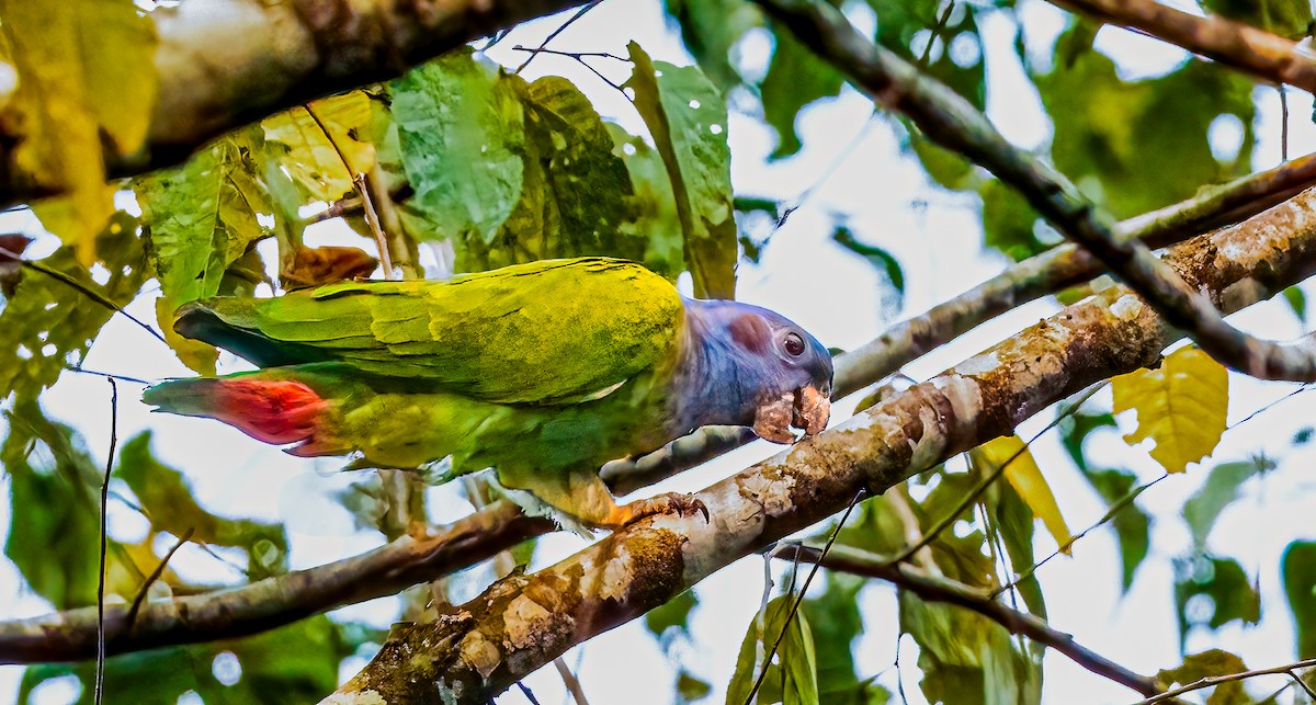 Blue-headed Parrot - ML638435217