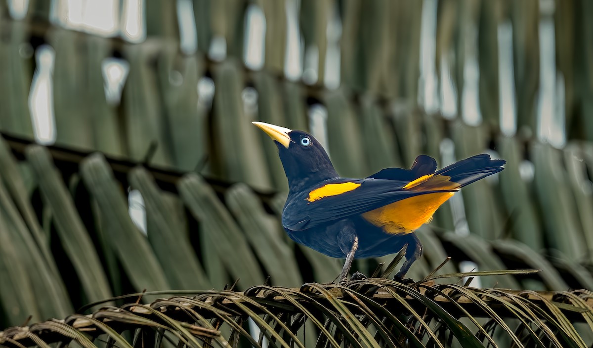 Yellow-rumped Cacique - ML638435224
