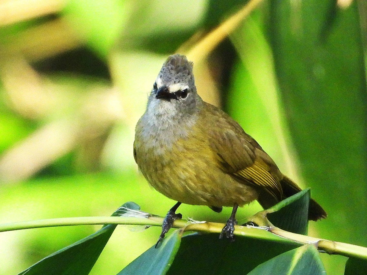 Flavescent Bulbul - ML638435232