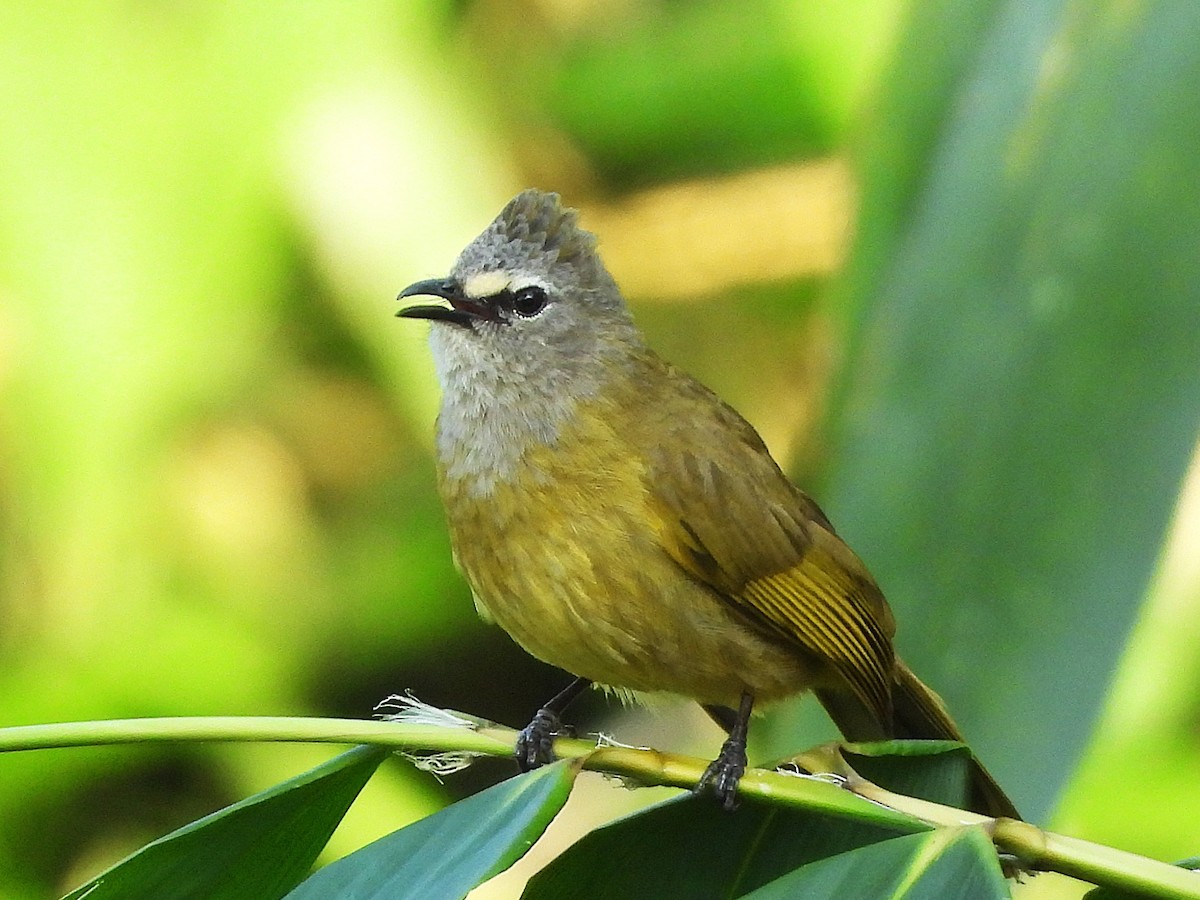 Flavescent Bulbul - ML638435233