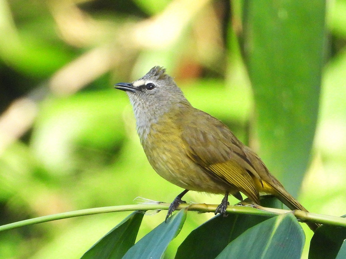 Flavescent Bulbul - ML638435234