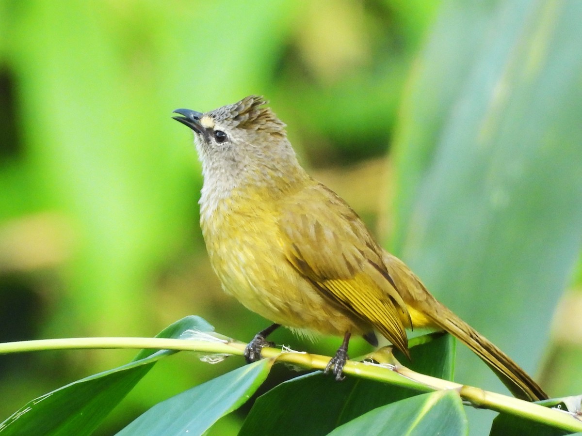 Flavescent Bulbul - ML638435235