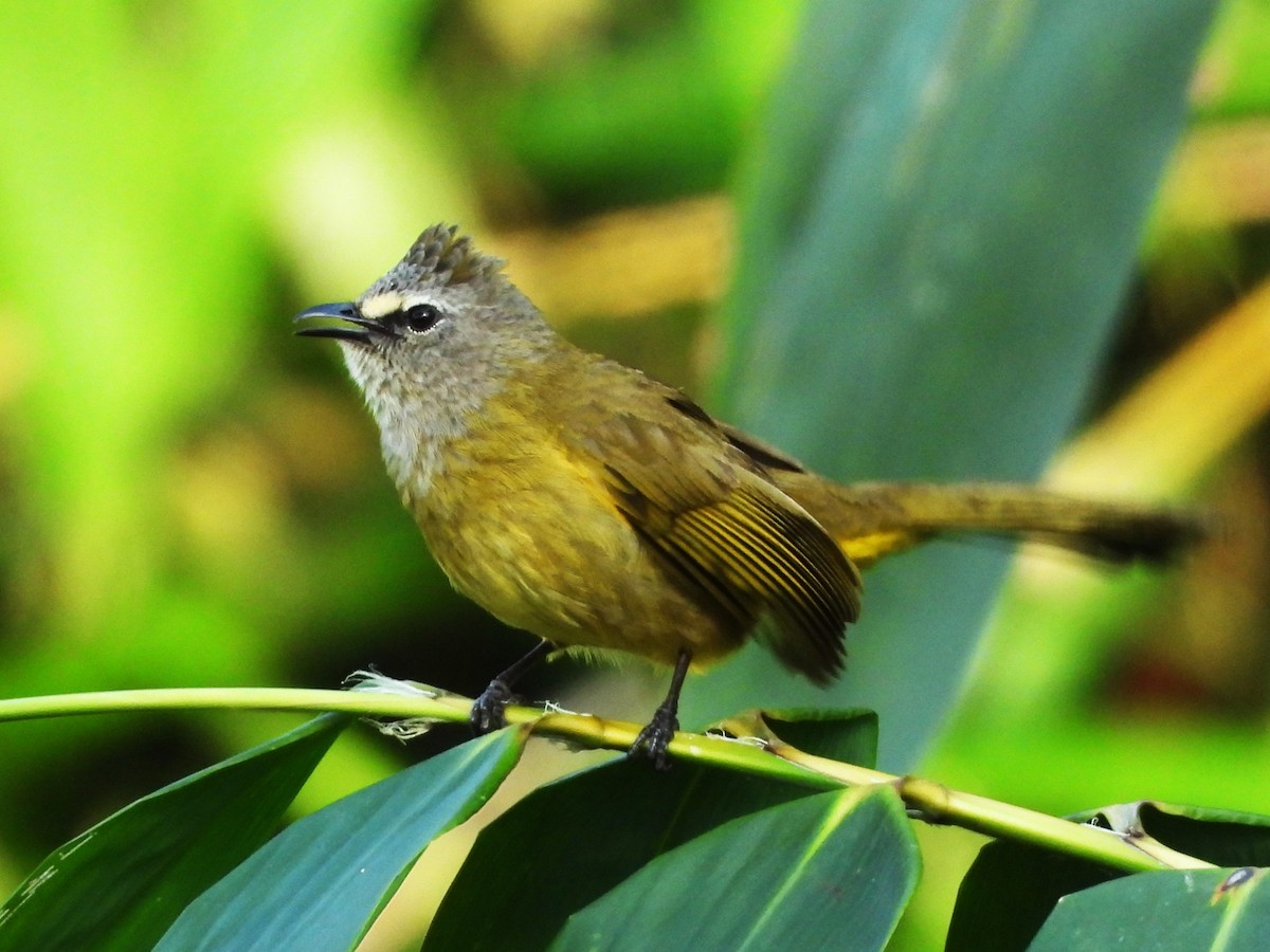 Flavescent Bulbul - ML638435236