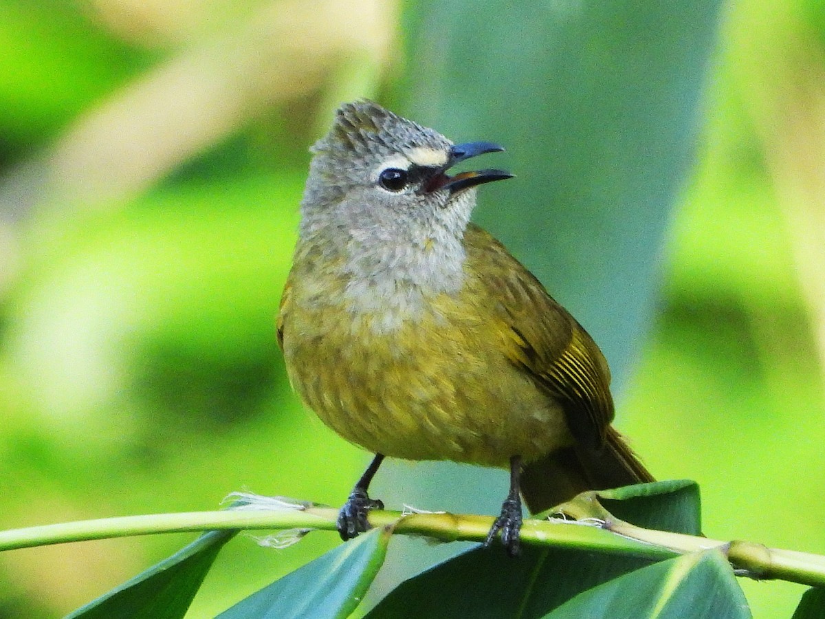 Flavescent Bulbul - ML638435237