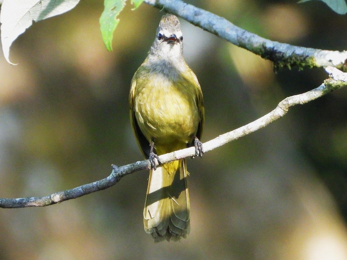 Flavescent Bulbul - ML638435238