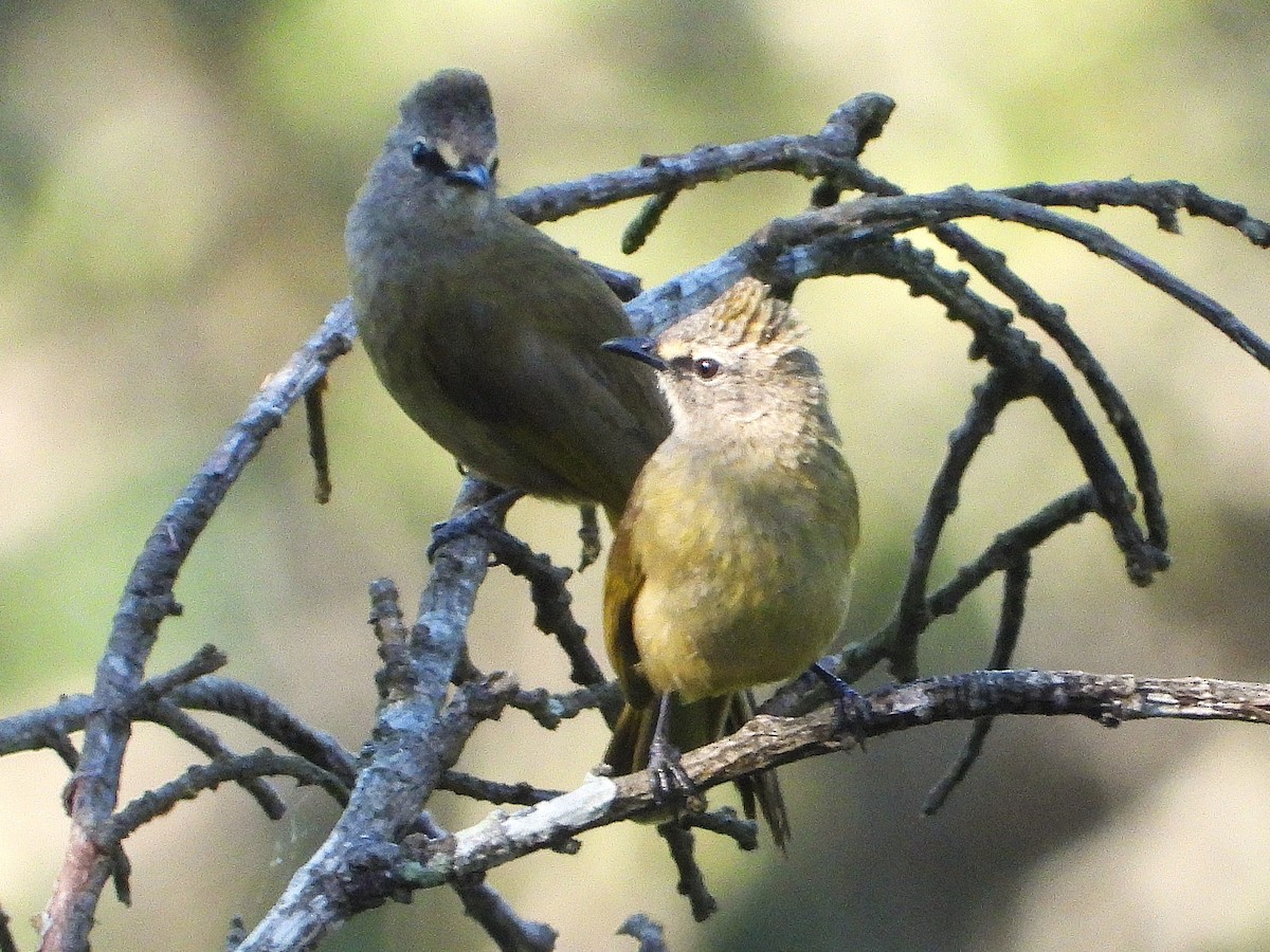 Flavescent Bulbul - ML638435239
