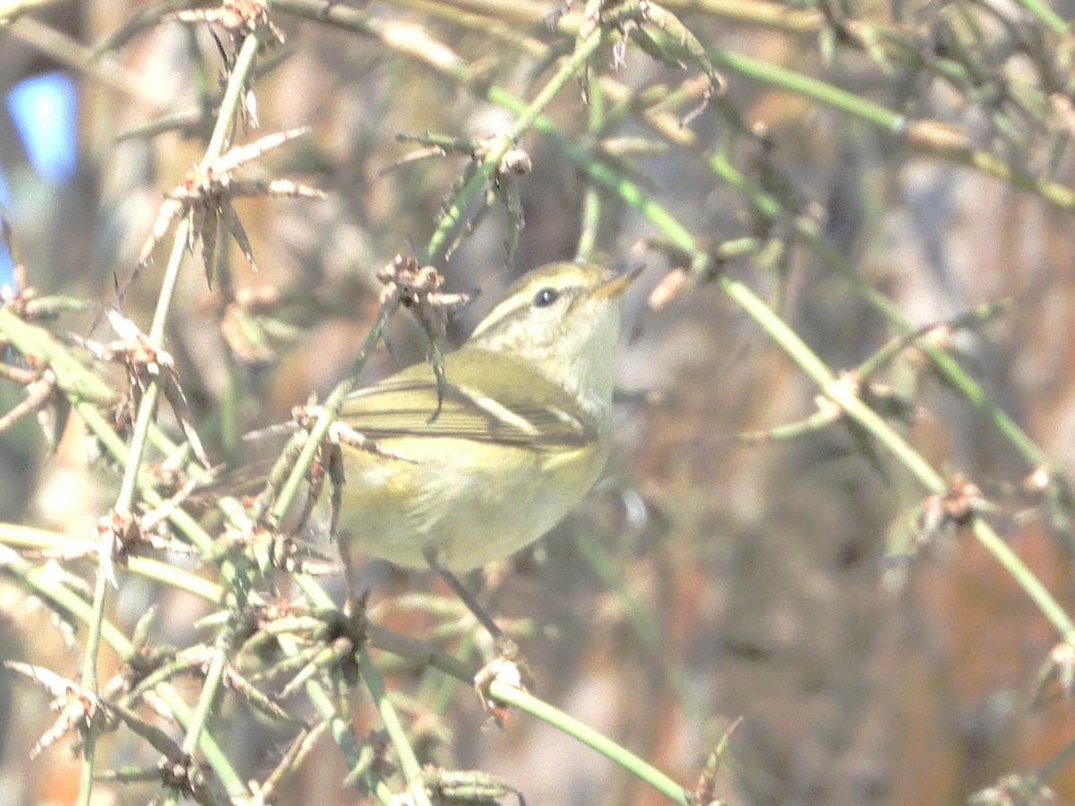 Yellow-browed Warbler - ML638435245