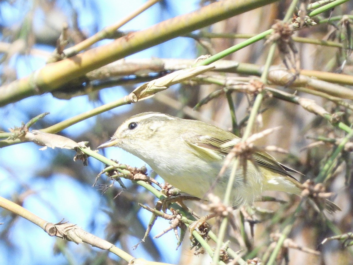 Yellow-browed Warbler - ML638435246