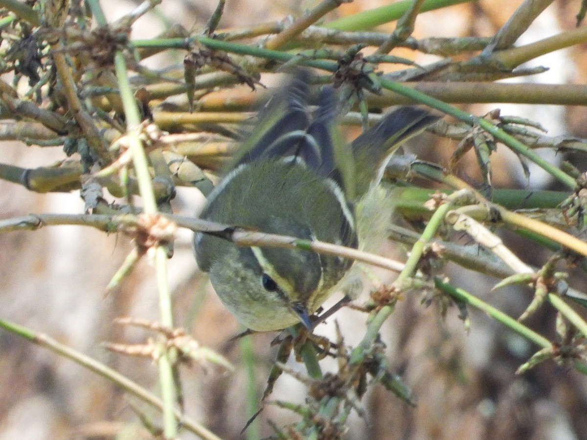Yellow-browed Warbler - ML638435247