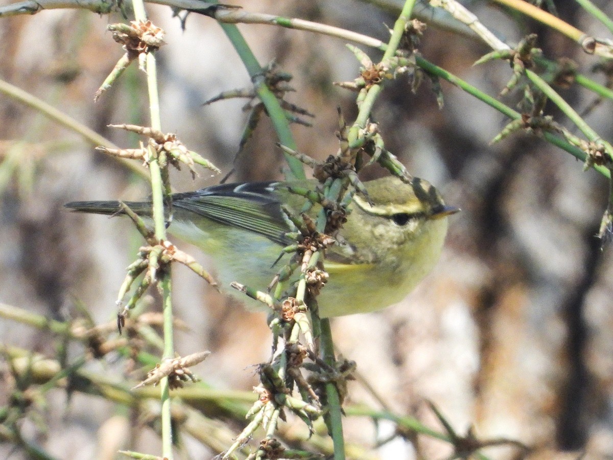 Yellow-browed Warbler - ML638435248