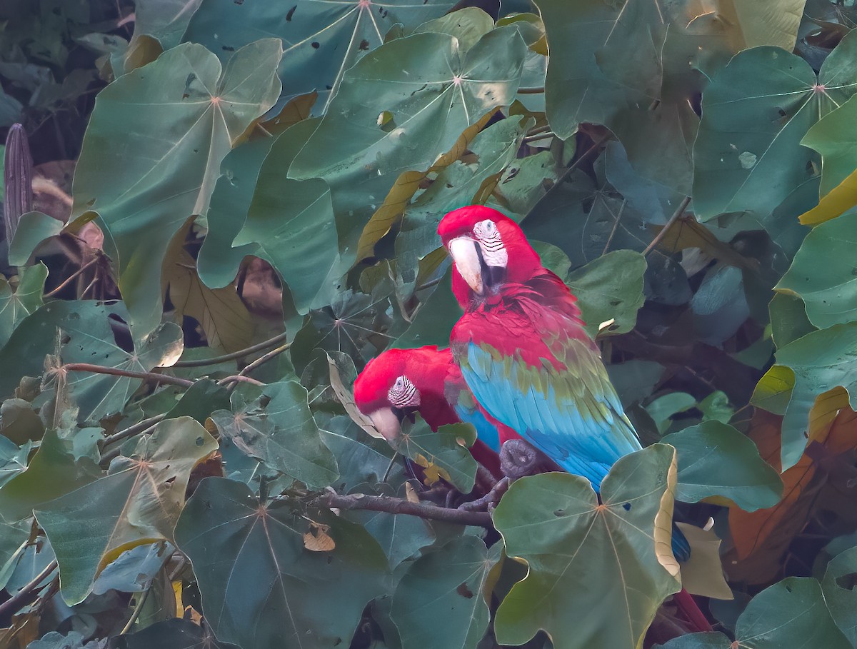 Red-and-green Macaw - ML638435263