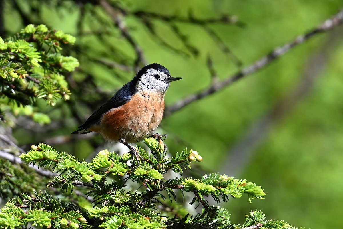 Przevalski's Nuthatch - ML638435266