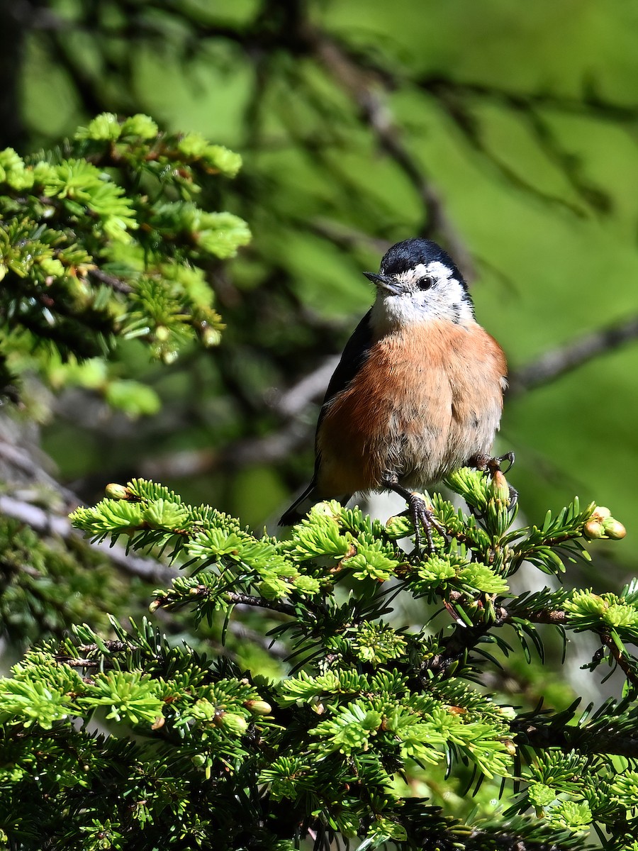 Przevalski's Nuthatch - ML638435267
