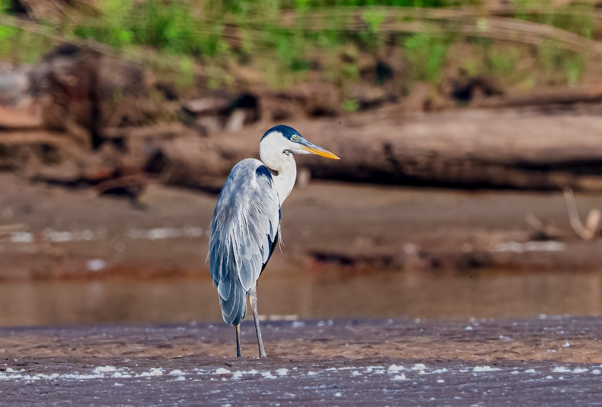 Cocoi Heron - ML638435272