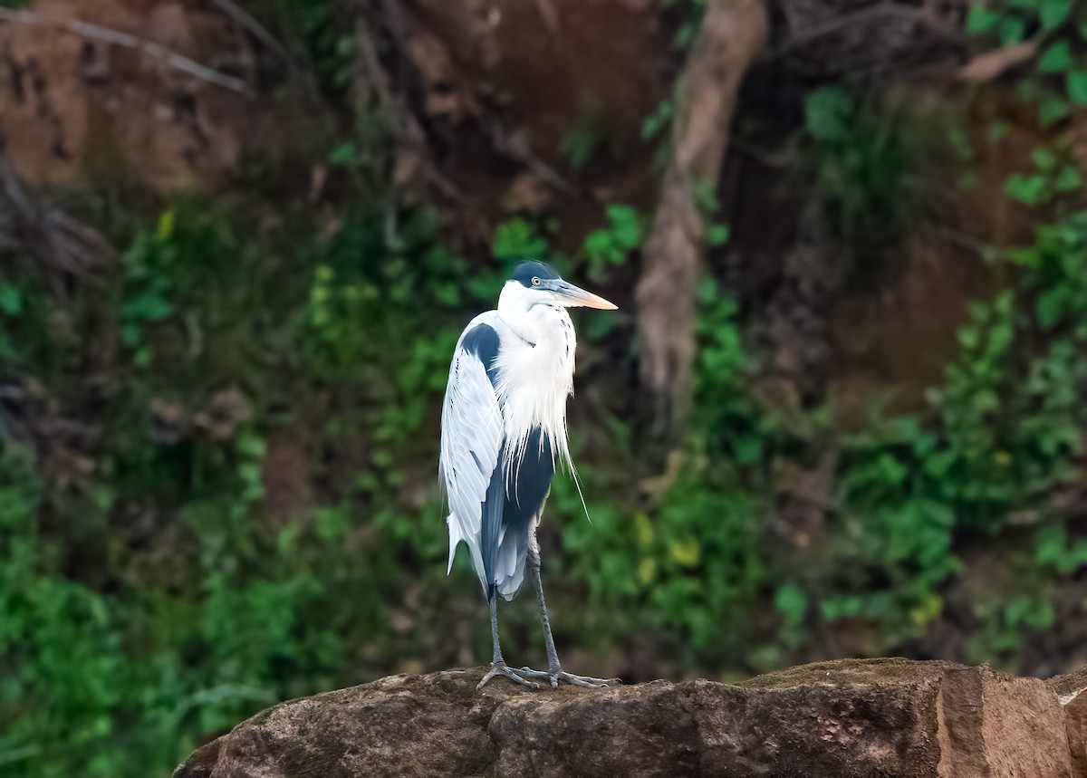 Cocoi Heron - ML638435273