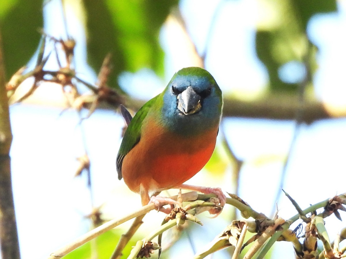 Pin-tailed Parrotfinch - ML638435285