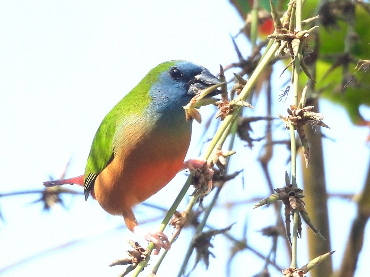 Pin-tailed Parrotfinch - ML638435286