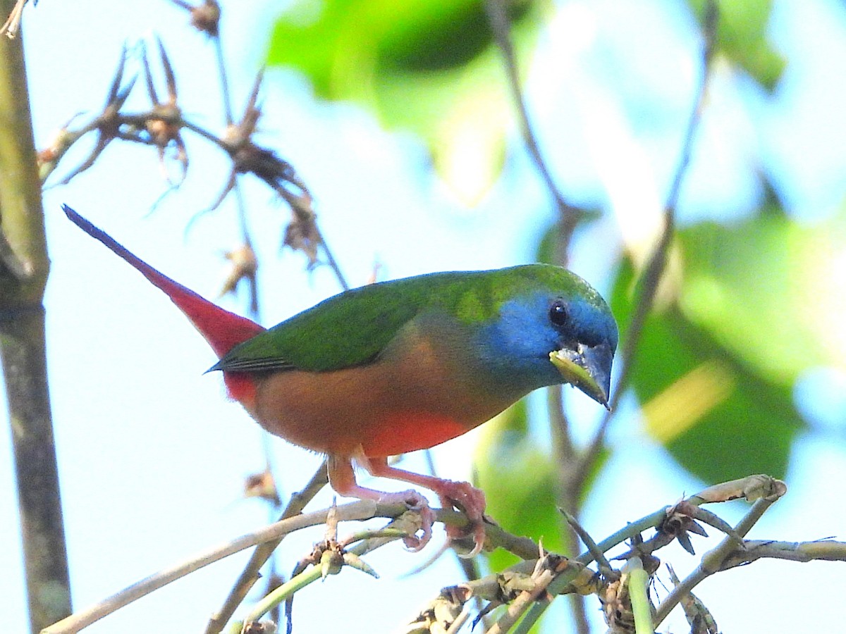 Pin-tailed Parrotfinch - ML638435287