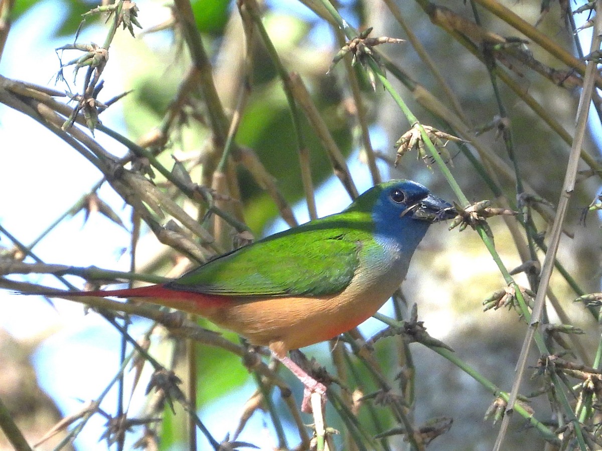 Pin-tailed Parrotfinch - ML638435288