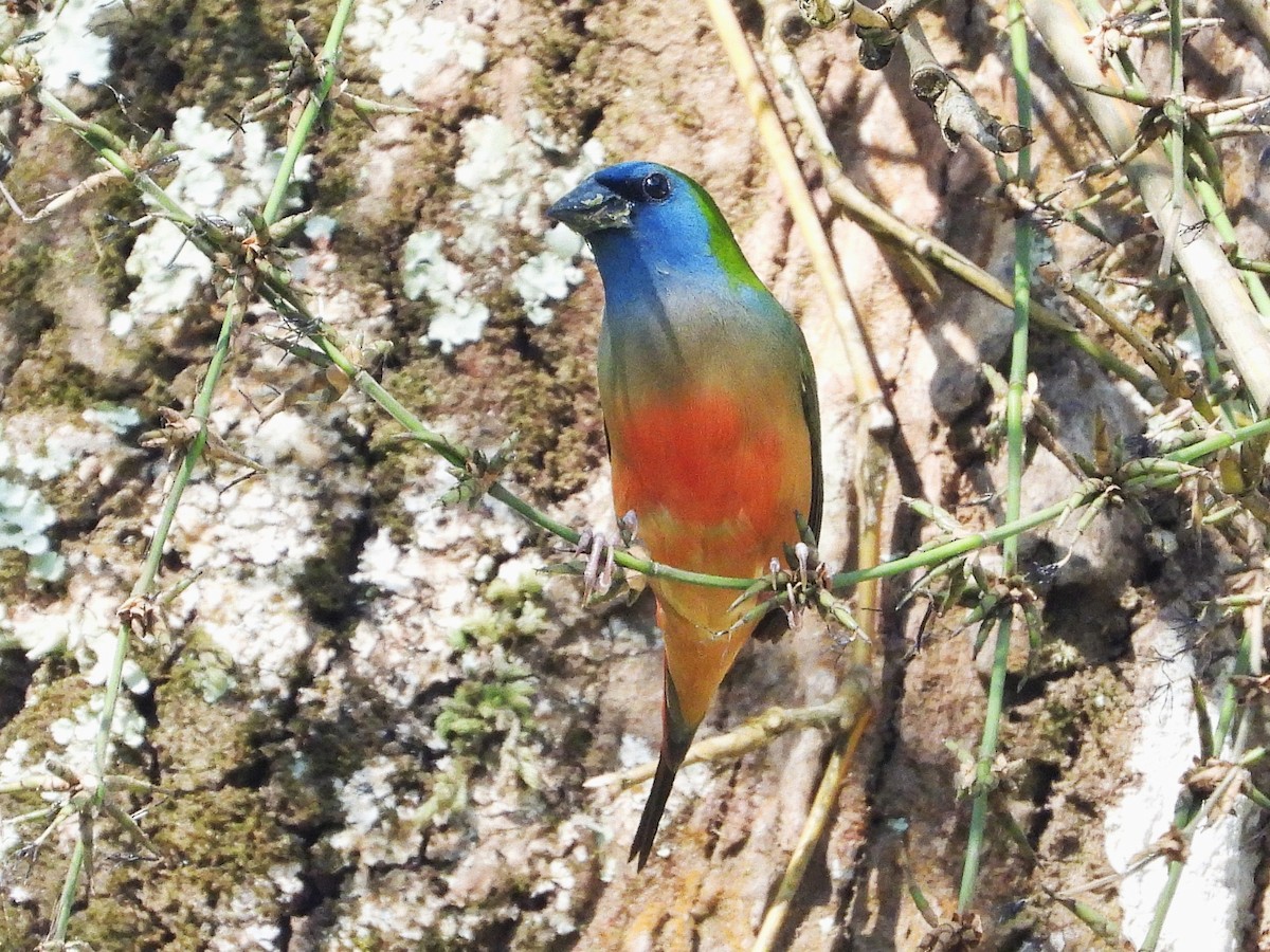 Pin-tailed Parrotfinch - ML638435291