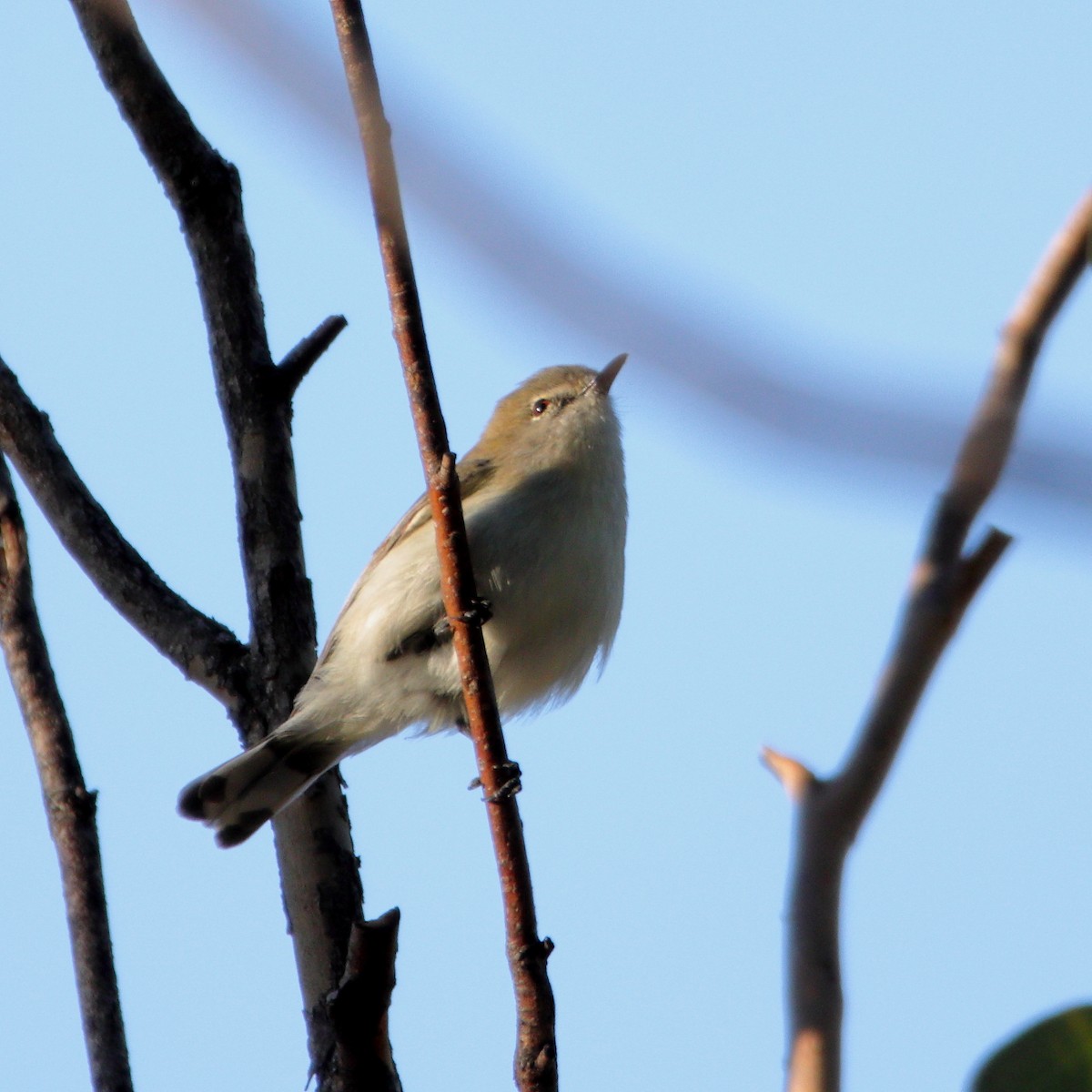 Western Gerygone - ML638435292